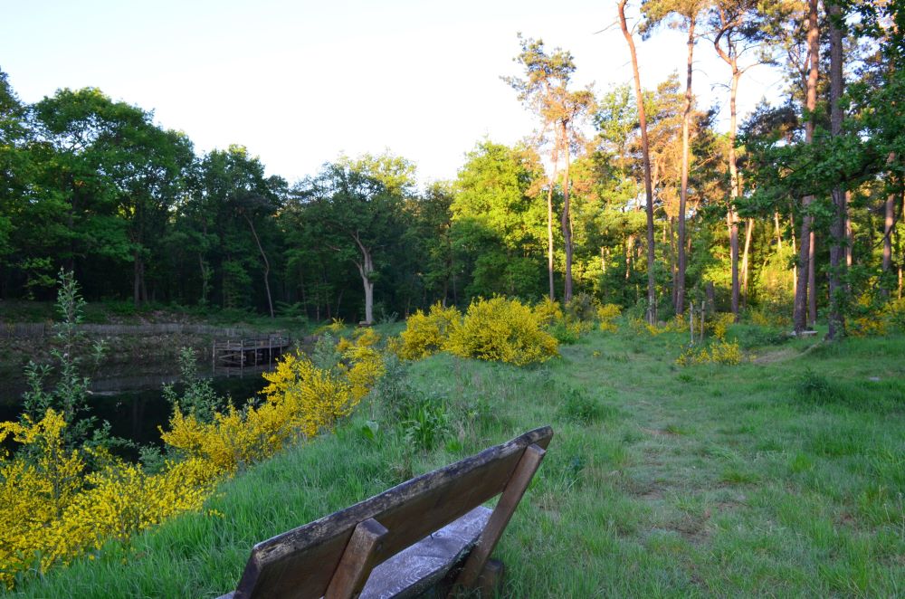waldbestattung